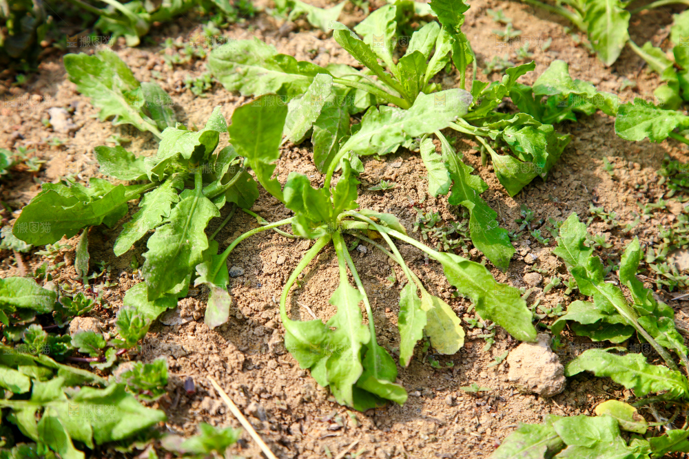 田地里的荠菜