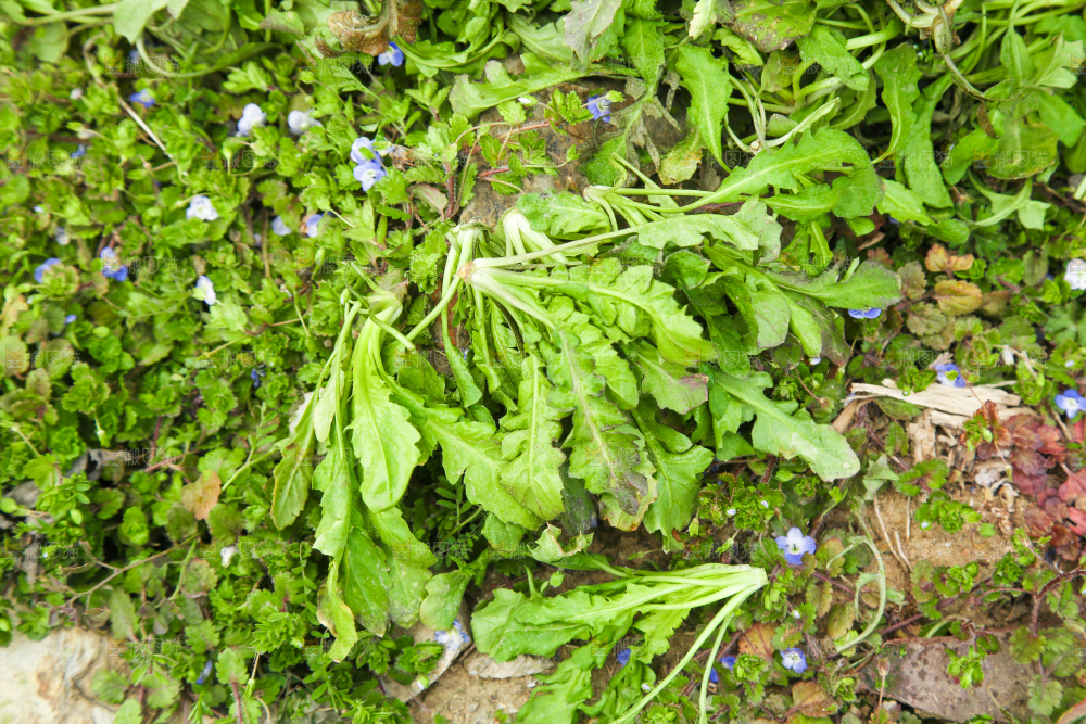 田地里的地菜