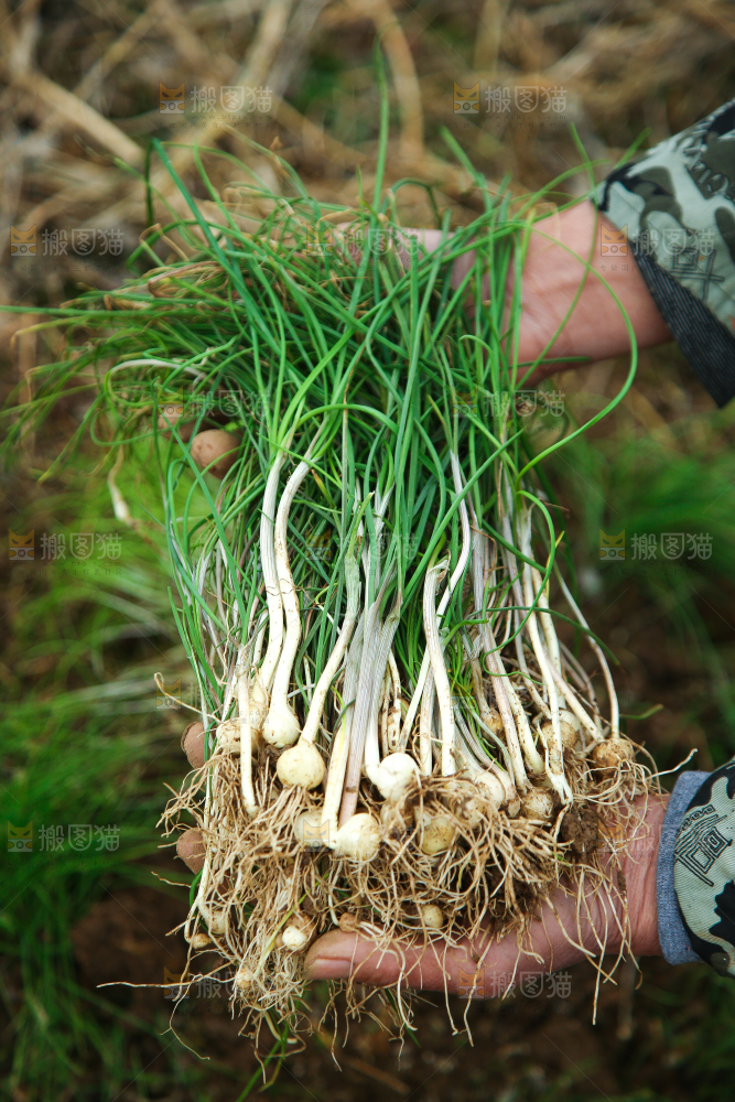 手里拿着新鲜野葱