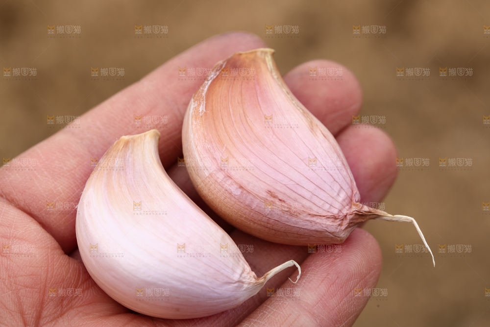 手里拿着蒜瓣