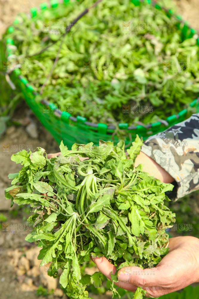 手里拿着野荠菜