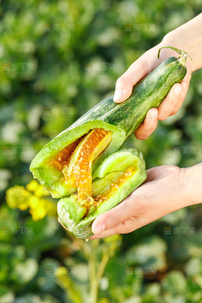 手里拿着羊角蜜甜瓜