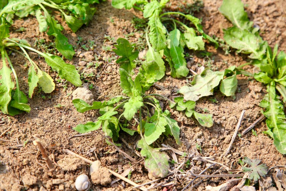 田地里的荠菜