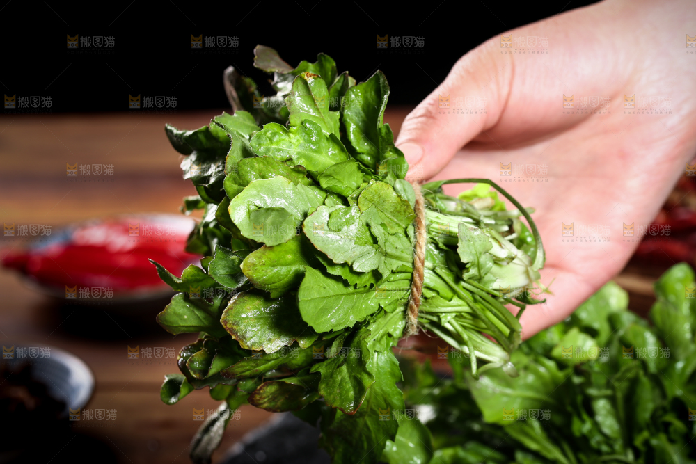 手里拿着地菜