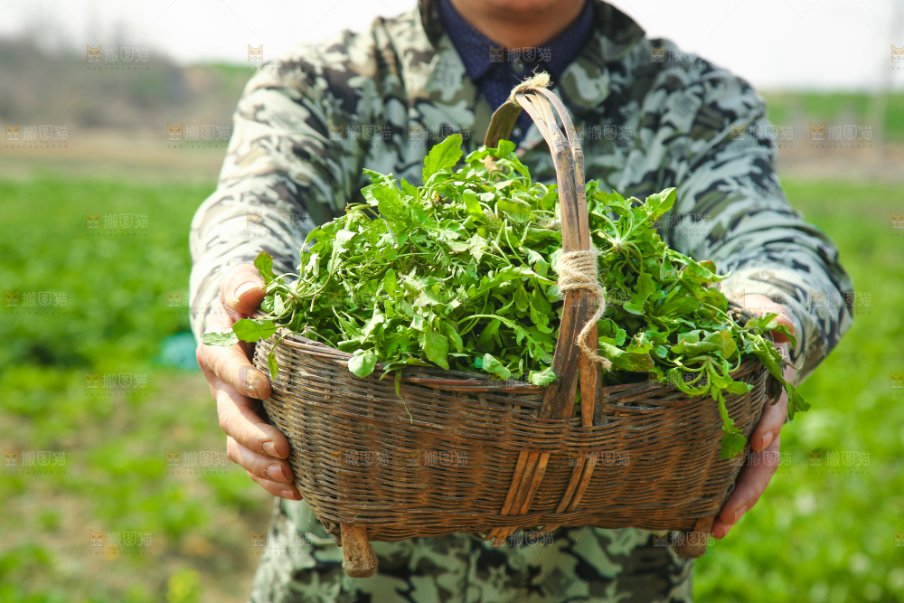 一篓野荠菜