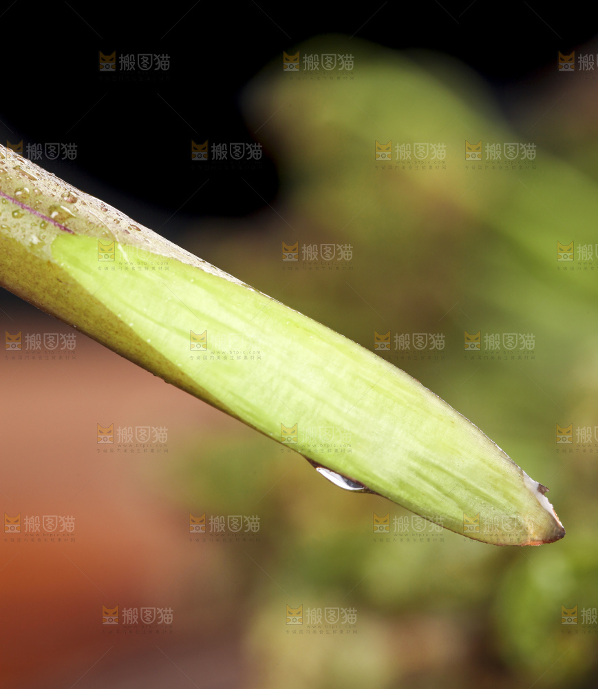 切开的蕨菜
