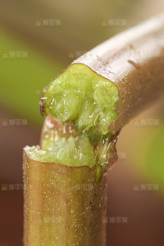 掰成两半的蕨菜