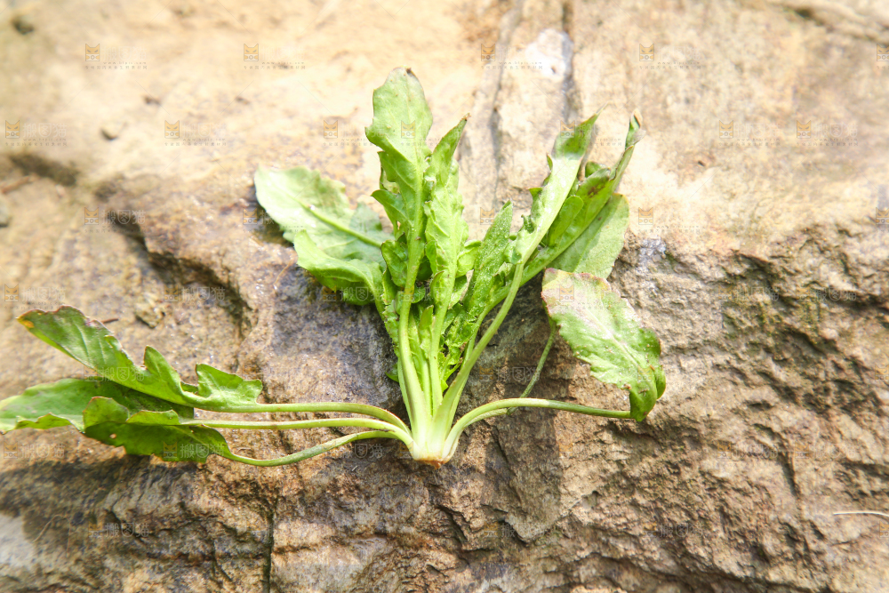 石头上的野荠菜