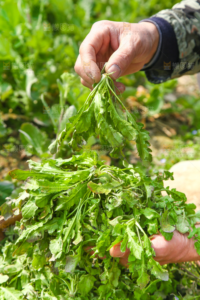 手里拿着地菜