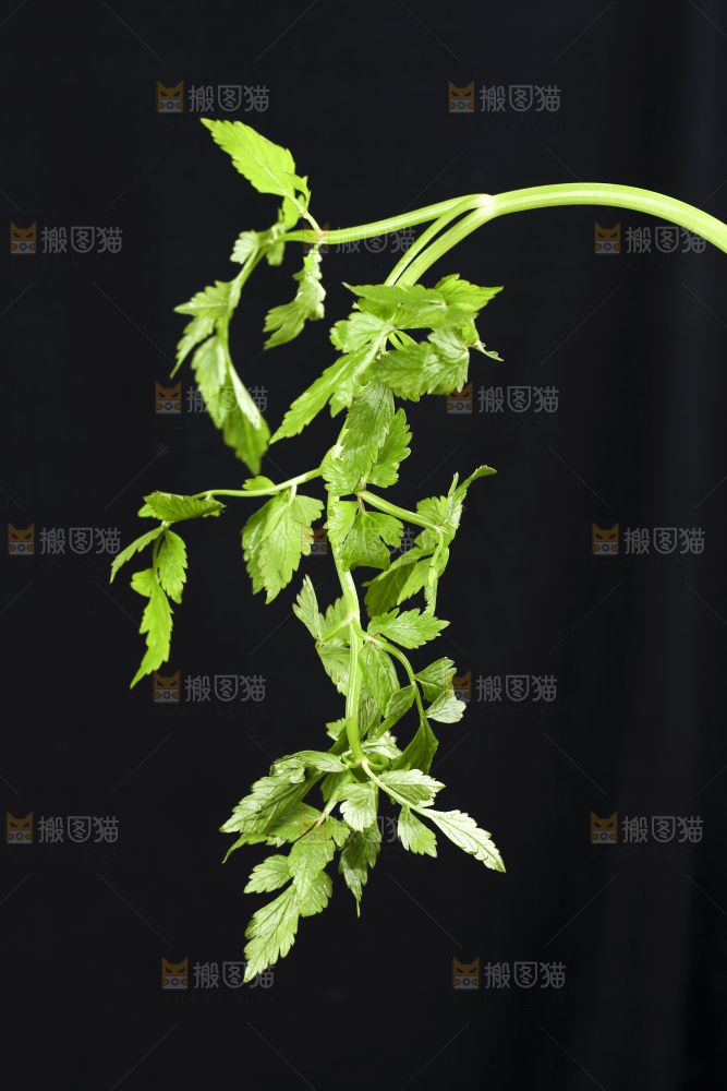 新鲜水芹菜