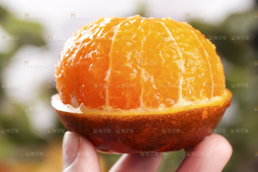 手里拿着乌柑橘