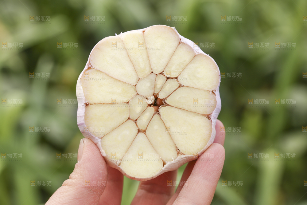 手里拿着一个切面的大蒜