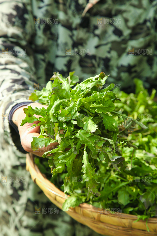 手里拿着地菜