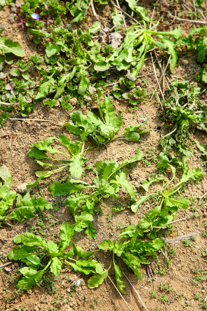 田地里的荠菜