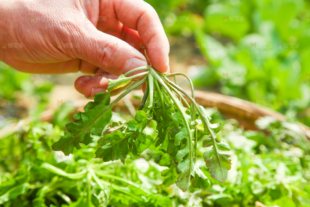 手里拿着地菜