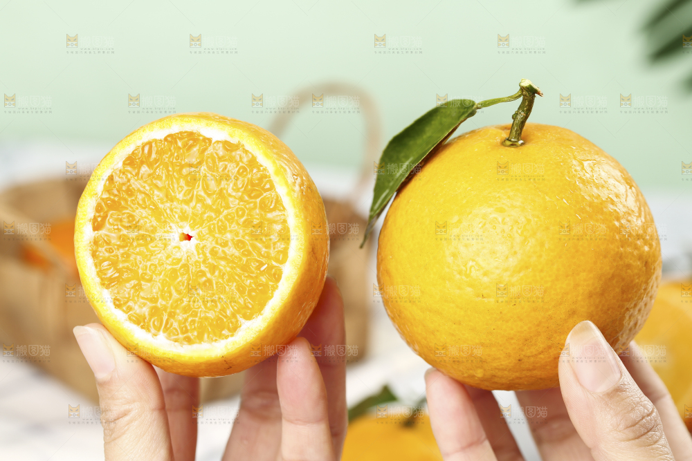 手里拿着皇帝贡柑对比