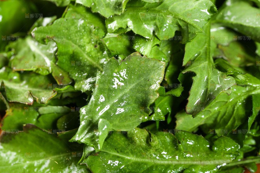 一堆新鲜荠菜