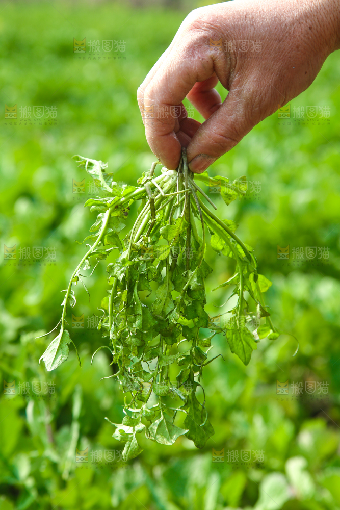 手里拿着地菜