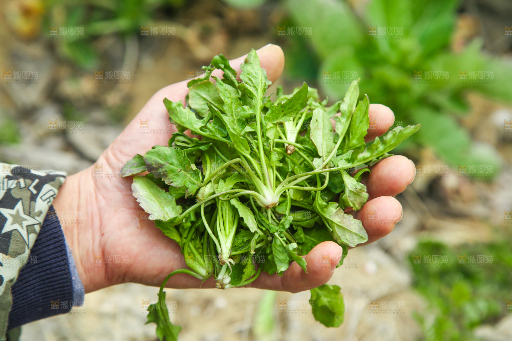 手里拿着荠菜