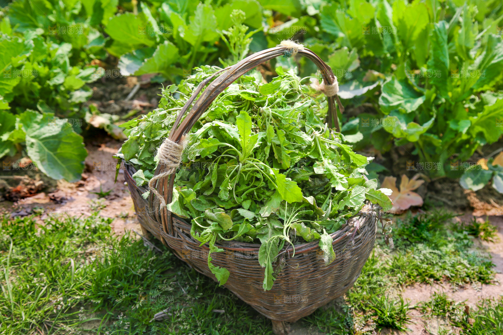 一篓野荠菜