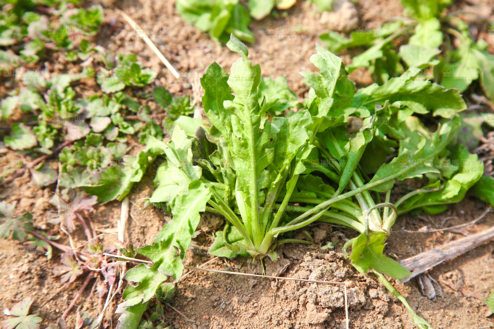 田地里的荠菜