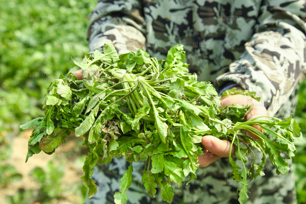 手里拿着野荠菜