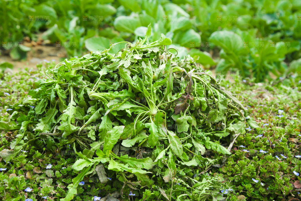 一堆新鲜荠菜