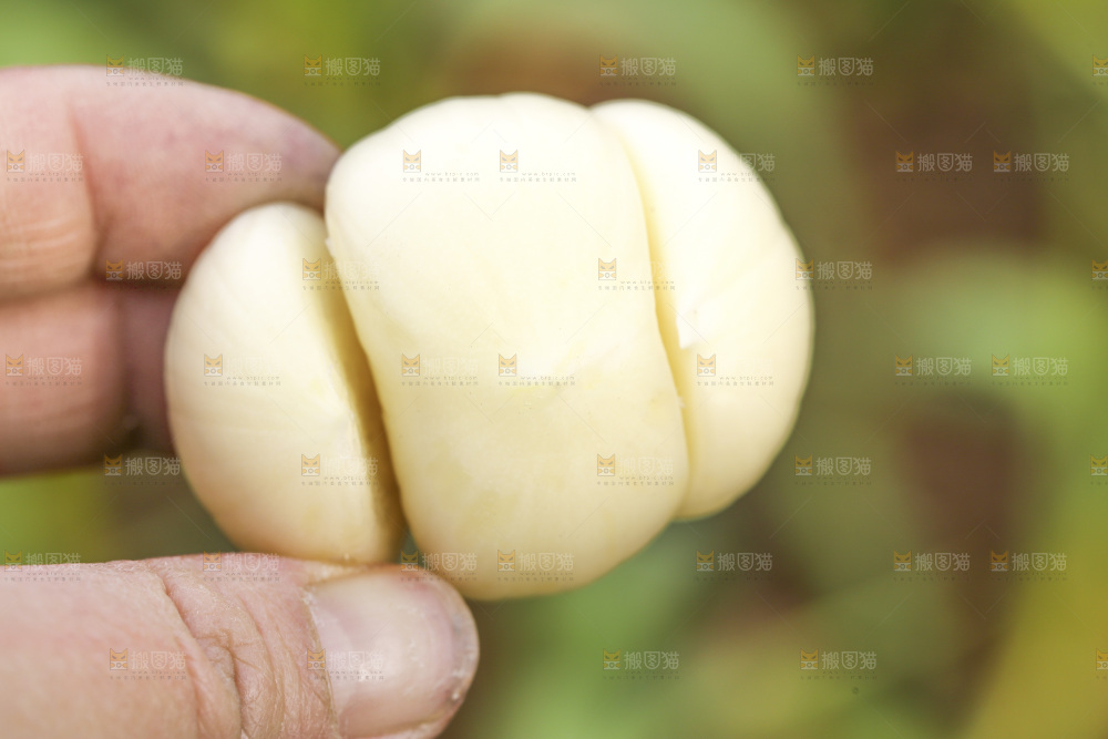 手里拿着三丫蒜