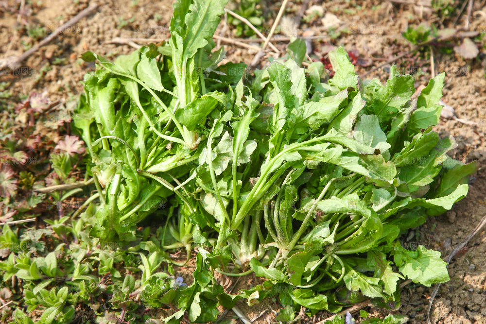 田地里的荠菜