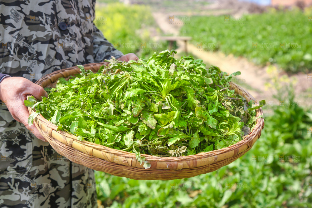 手里端着一篮野生荠菜