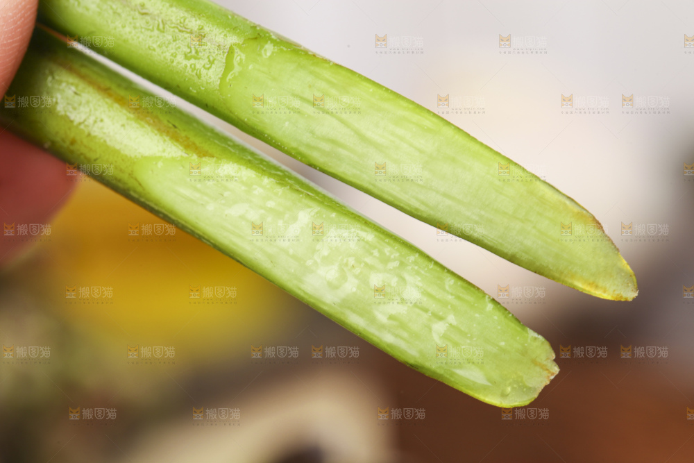 手里拿着蕨菜
