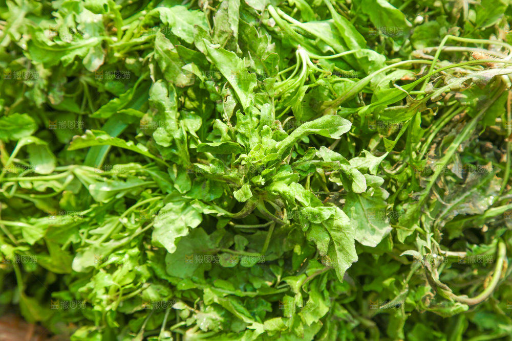 一堆新鲜新鲜荠菜