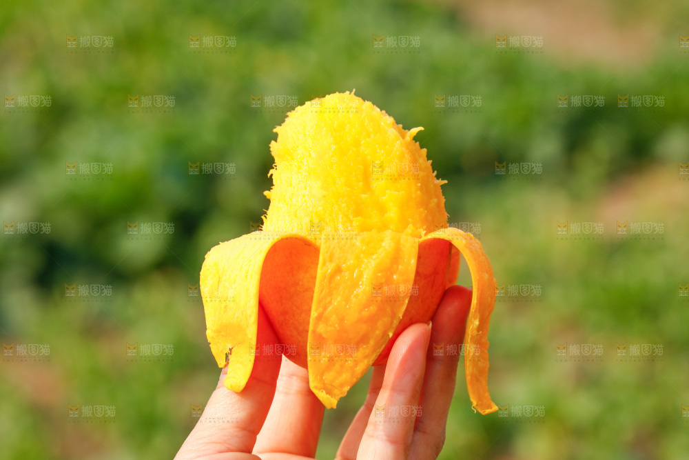 手里拿着小台芒
