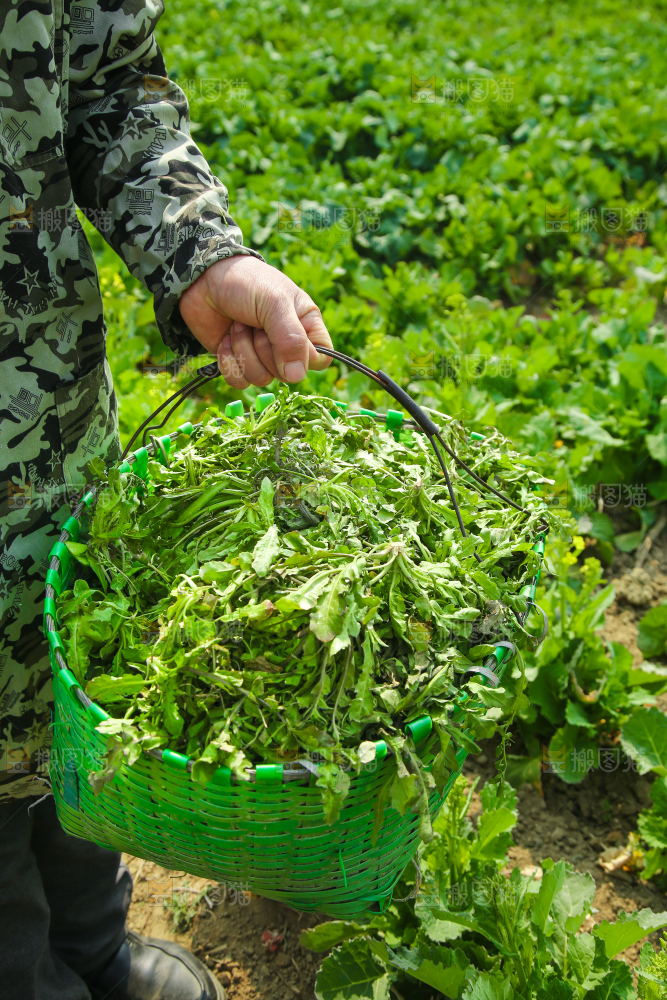 手里提着一篓新鲜地菜