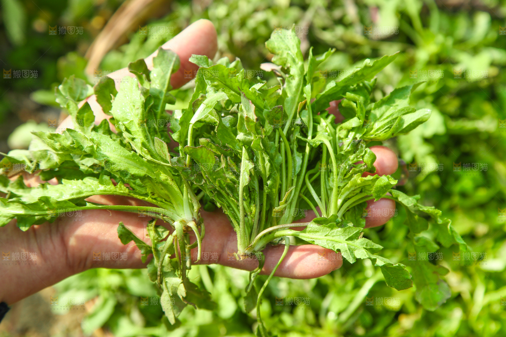 手里拿着地菜