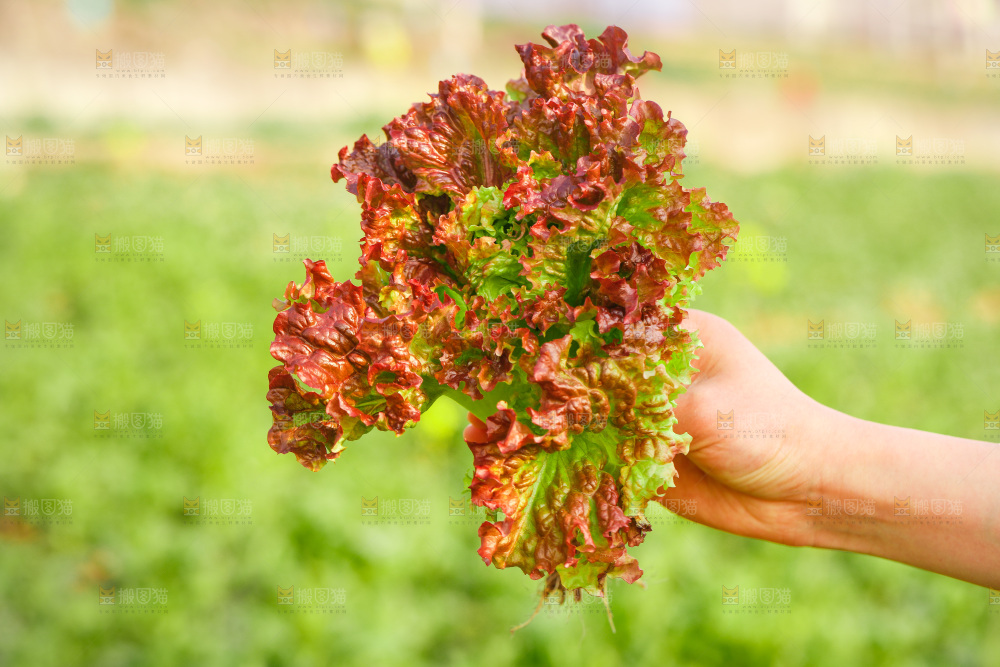 手里拿着紫罗莎生菜