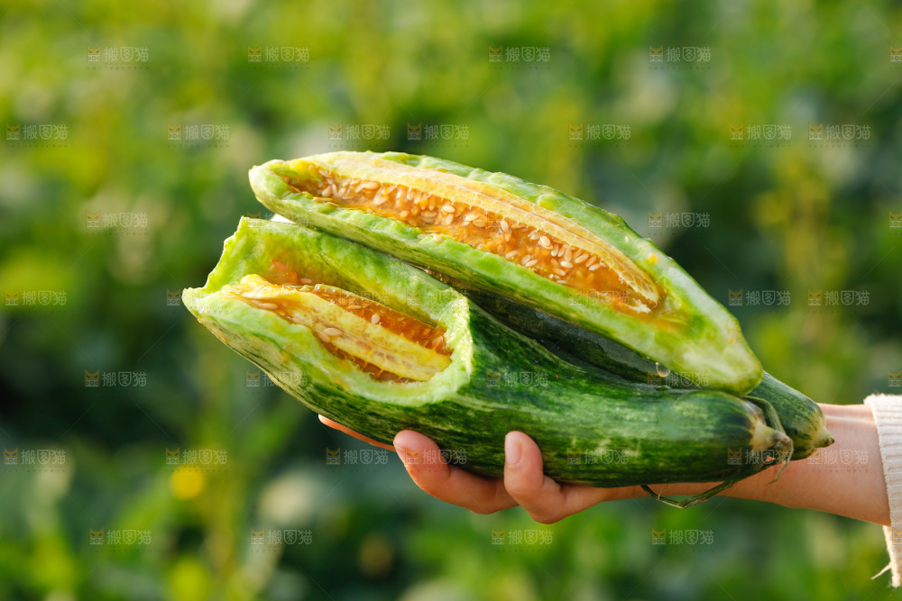 手里拿着羊角蜜甜瓜