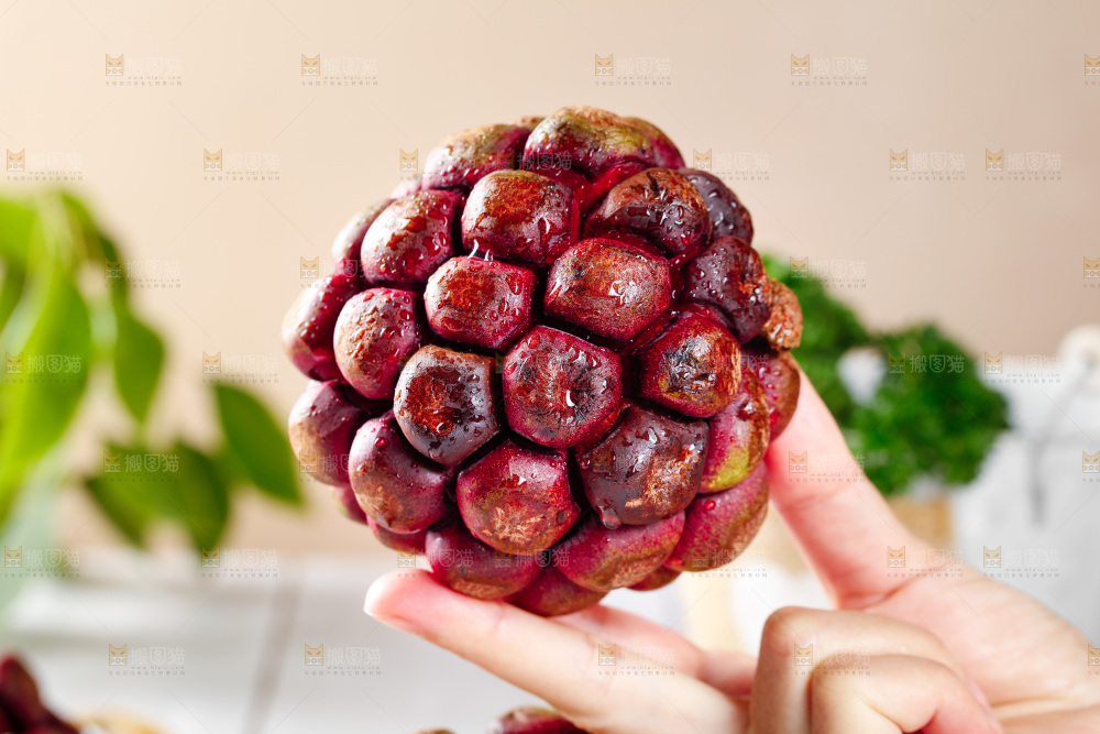 手里拿着血藤果