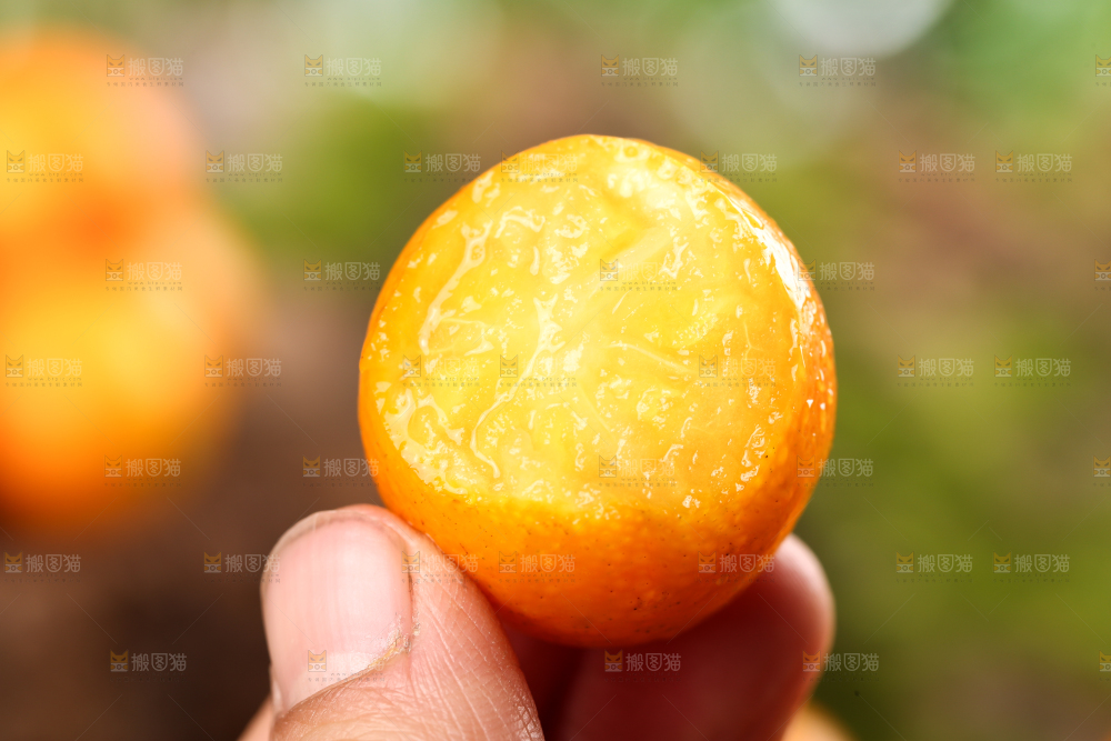 手里拿着金桔