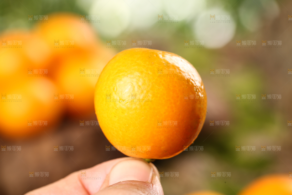 手里拿着金桔