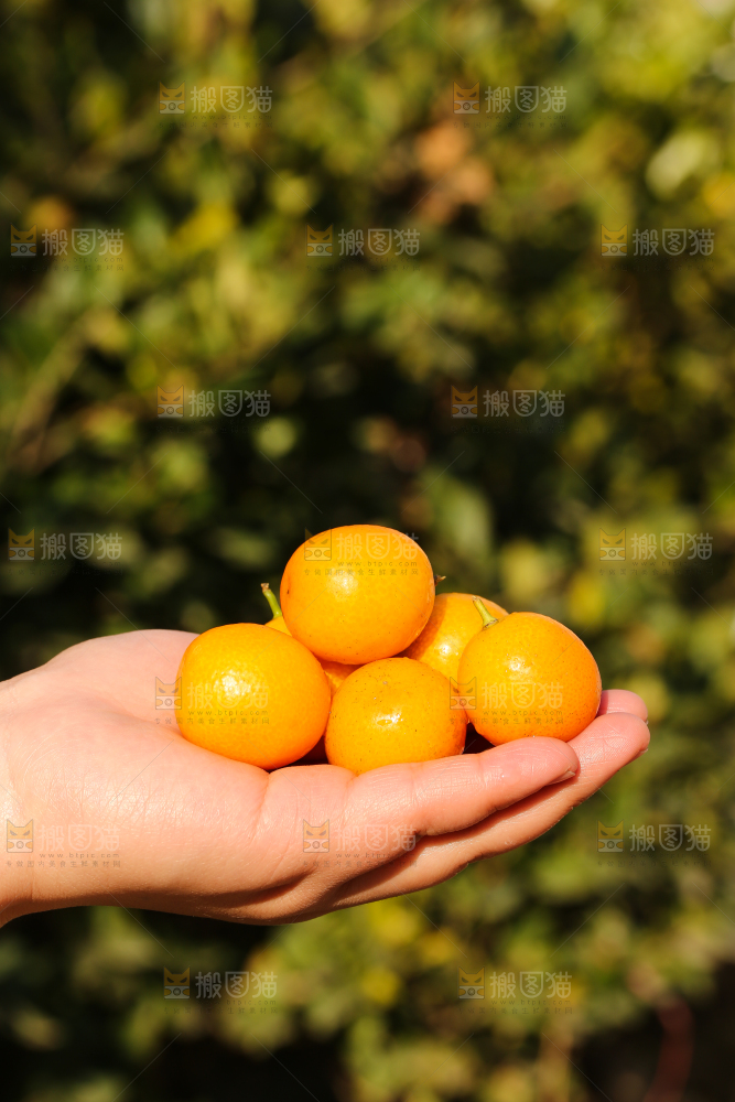 手里拿着金桔