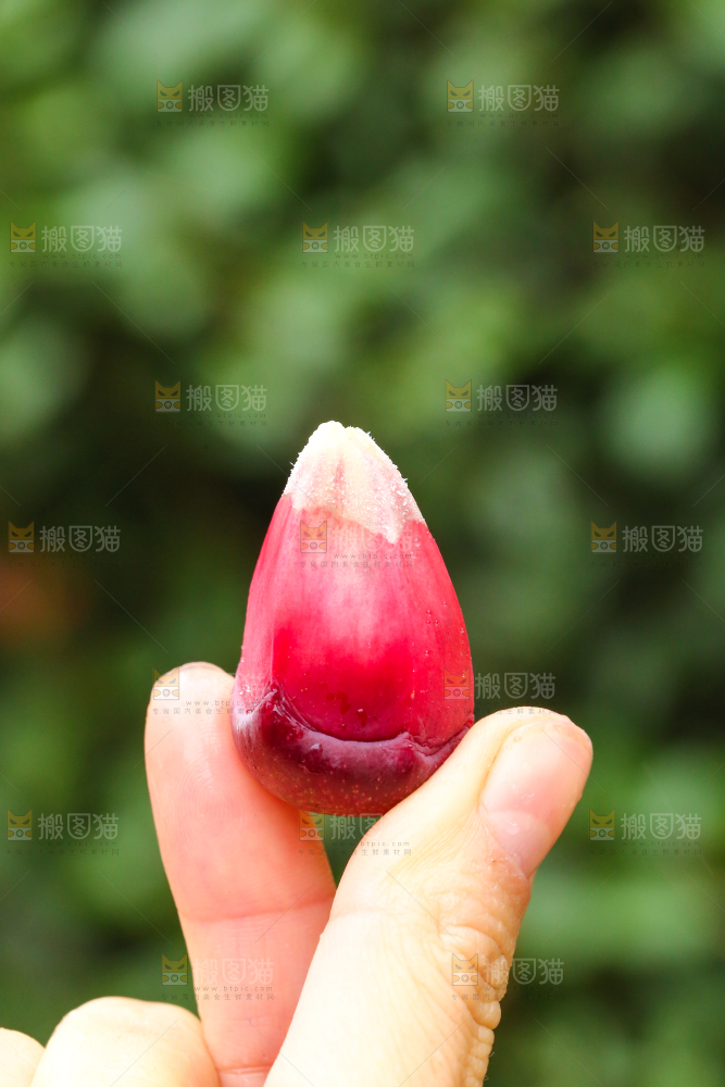 手里拿着黑老虎果粒