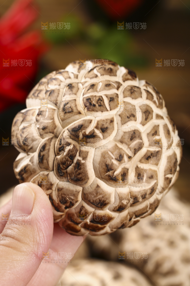 手里拿着花菇