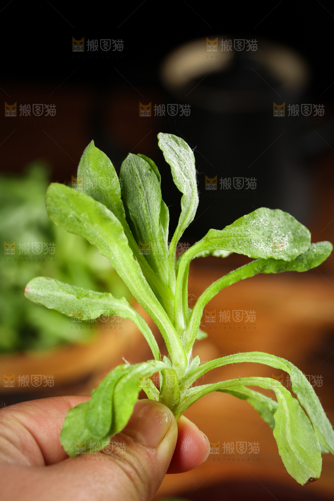 手里拿着鼠麴草