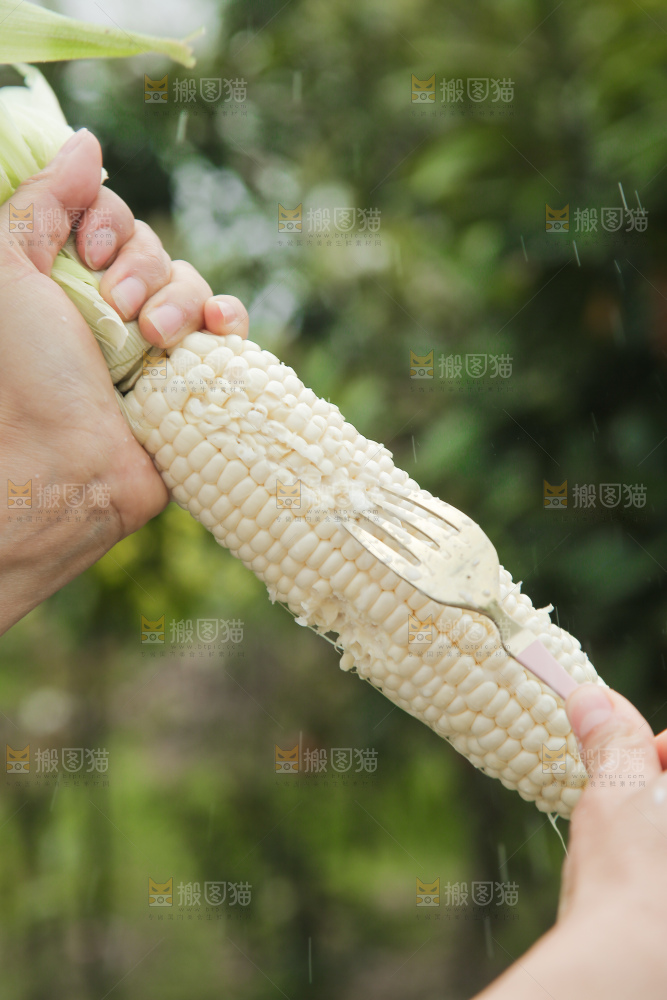手里拿着白糯玉米棒