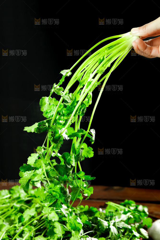 手里拿着小香菜