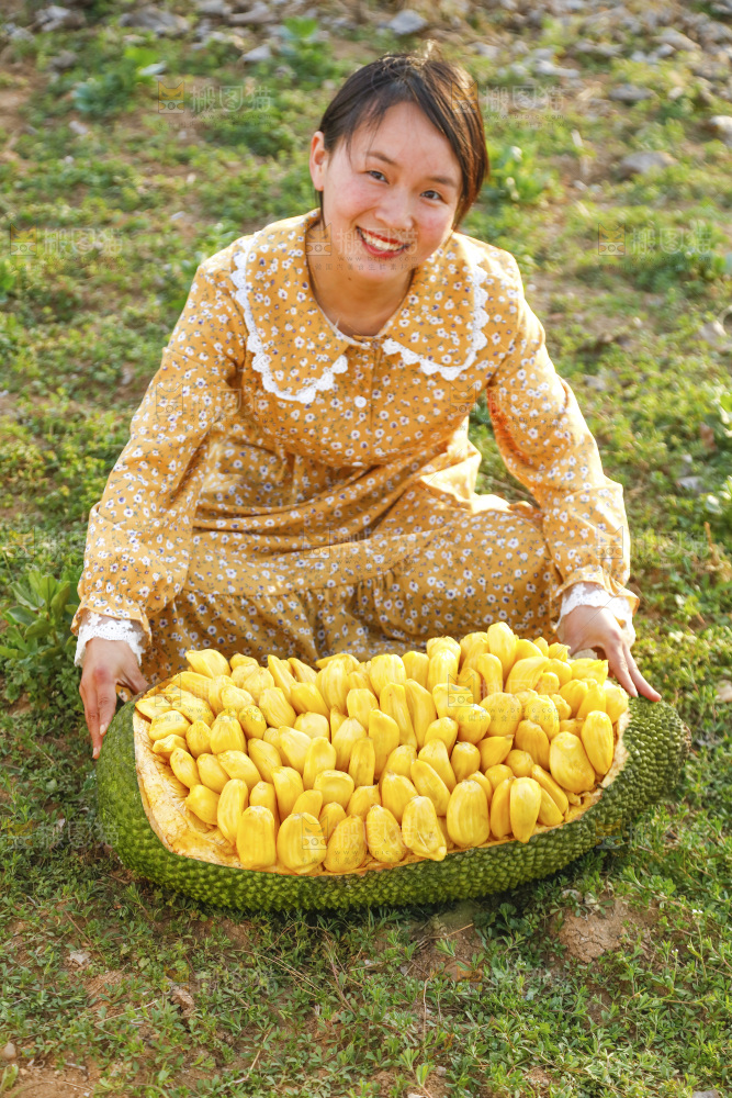 手里抱着黄肉菠萝蜜