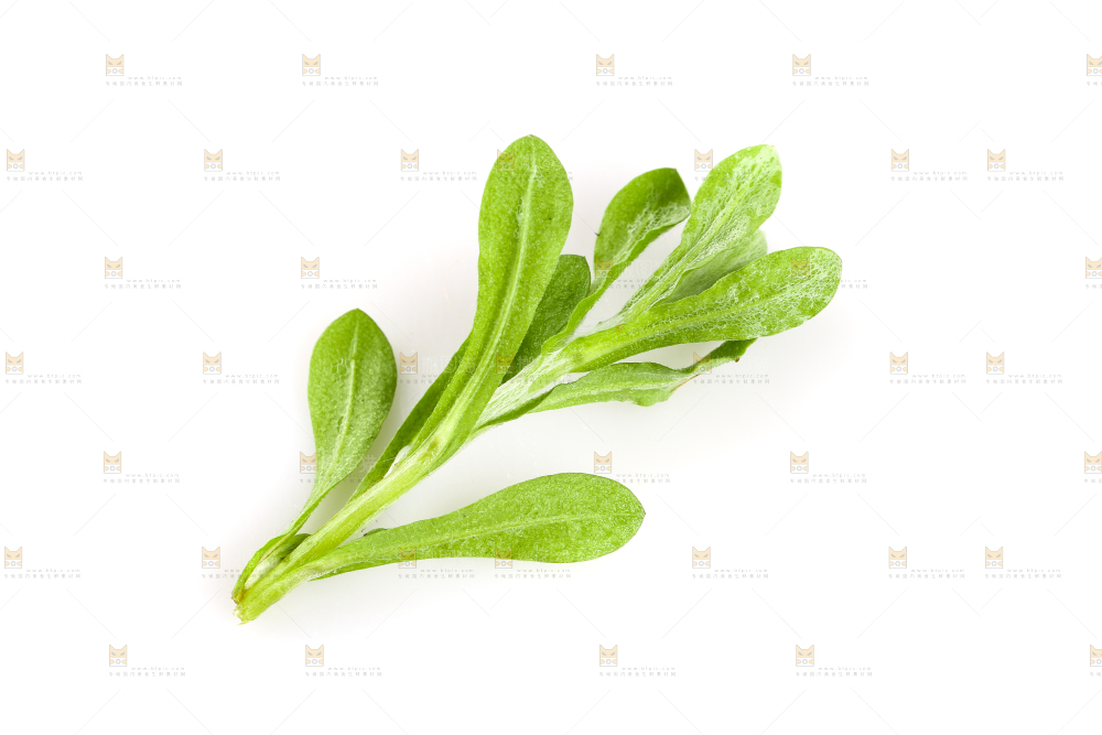 白底上放着清明草