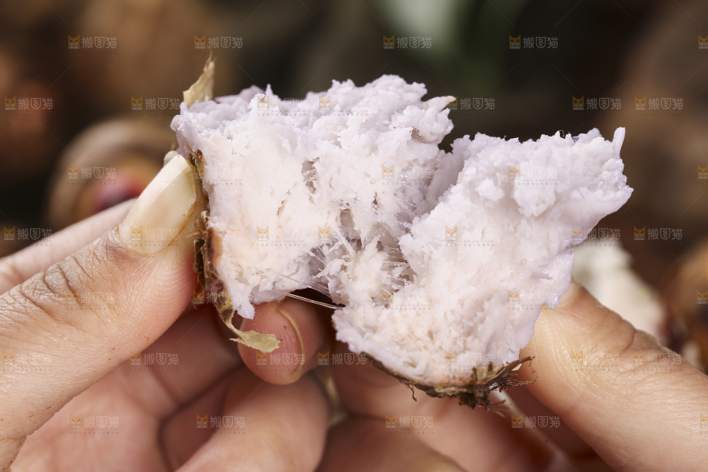手里拿着熟的红芽芋