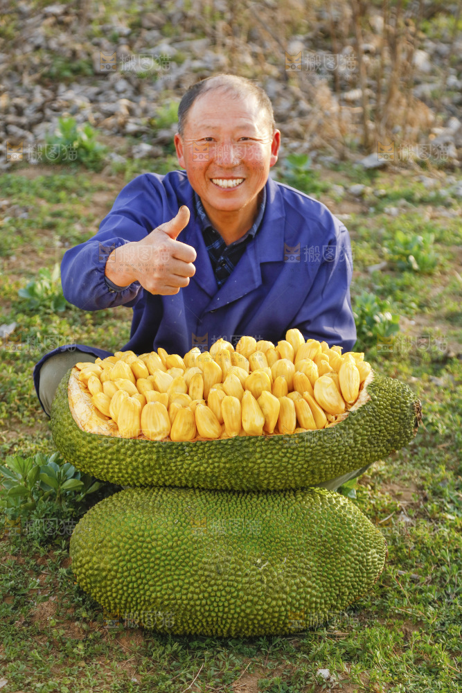 新鲜黄肉菠萝蜜